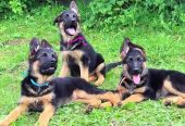 4-Month-Old Pure Breed German Shepherd Puppy