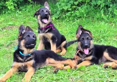 3-month-old-GSD