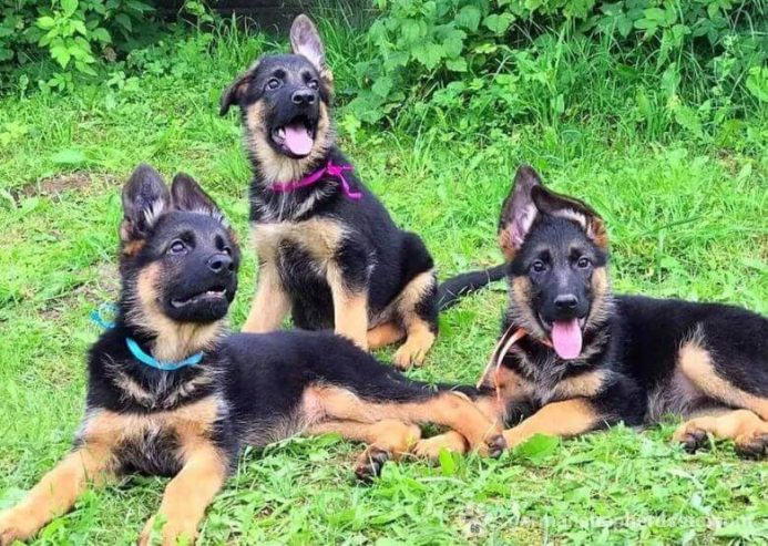 4-Month-Old Pure Breed German Shepherd Puppy