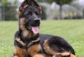 4-Month-Old Pure Breed German Shepherd Puppy