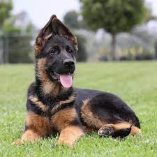 4-Month-Old Pure Breed German Shepherd Puppy
